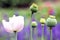 Opium poppy flowering ornamental plant