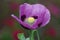 Opium Poppy Giant Purple Flower