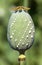 Opium poppy head papaver somniferum with opium drops