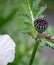 Opium poppy head photographed in the physic garden at the Royal College of Physicians in Regent`s Park, London UK.