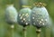 opium poppy heads with drops of opium milk latex