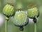 opium poppy heads papaver somniferum with opium drops