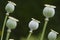 Opium poppy on natural green background