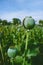 Opium poppy, opium field, [Papaver somniferum]