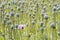 Opium poppy, Papaver somniferum