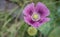 Opium poppy, Papaver somniferum, close-up lilac flower