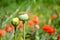 Opium poppy Papaver somniferum. Green cocoon