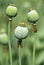 Opium poppy, papaver somniferum, three green poppies