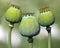 Opium poppy, papaver somniferum, three green poppies