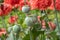 Opium poppy pods with opium latex ready to harvest