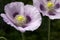 Opium poppy, purple poppy flower blossoms in a field. Papaver somniferum