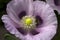 Opium poppy, purple poppy flower blossoms in a field. Papaver somniferum