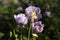 Opium poppy, purple poppy flower blossoms in a field. Papaver somniferum. Bees fly and pollinate poppy flowers