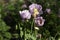 Opium poppy, purple poppy flower blossoms in a field. Papaver somniferum. Bees fly and pollinate poppy flowers