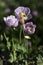 Opium poppy, purple poppy flower blossoms in a field. Papaver somniferum. Bees fly and pollinate poppy flowers