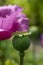 Opium poppy seeds green capsule close up