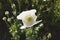 Opium poppy white flower close up