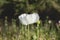 Opium poppy white wild flower