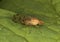 Opomyza florum, common name yellow cereal fly