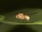 Opomyza florum, common name yellow cereal fly