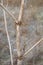 Opopanax chironium subsp. bulgaricum - wild plant