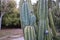 Oporto Botanical Garden detail cactus