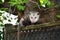 Opossom on a Fence