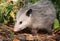 Opossum