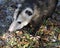 Opossum Animal Stock Photos.  Opossum animal close-up profile view