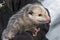 Opossum Didelphimorphia in Arms of Handler