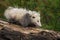 Opossum Didelphimorphia Walks Across Log With Joeys