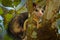 Opossum, Didelphis marsupialis, wild nature, Mexico. Wildlife animal scene from nature. Rare animal on the tree. Common Opossum, g