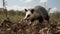 Opossum In Field: Photobashing Art With Tooth Wu And Dariusz Klimczak