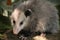 Opossum full body