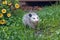 An Opossum in Green Grass