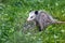 An Opossum in Green Grass