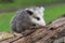 Opossum Joey Didelphimorphia Alone on Log Turns Right Summer