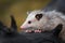 Opossum Joey Didelphimorphia Close Up on Log Autumn