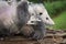 Opossum Joey Didelphimorphia Curls Up Next to Mother