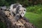 Opossum Joey Didelphimorphia and Laden Mother Meet on Log Summer