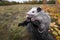 Opossum Joeys Didelphimorphia Cling to End of Log