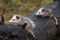 Opossum Joeys Didelphimorphia Lined Up on Log Autumn