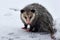 Opossum Resting in the Snow