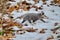 Opossum in snow covered winter field