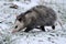 Opossum walking in snow