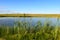 opposite shore of the lake through a thicket of plants on a summer evening