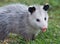 oppossum pictures