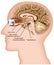 Optic nerve anatomy 3d medical vector illustration on white background