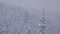 Optical zoom out of a snowy pine forest in the mountains during a snow blizzard