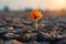 Optimism in adversity Conceptual image depicts flower growing in drought